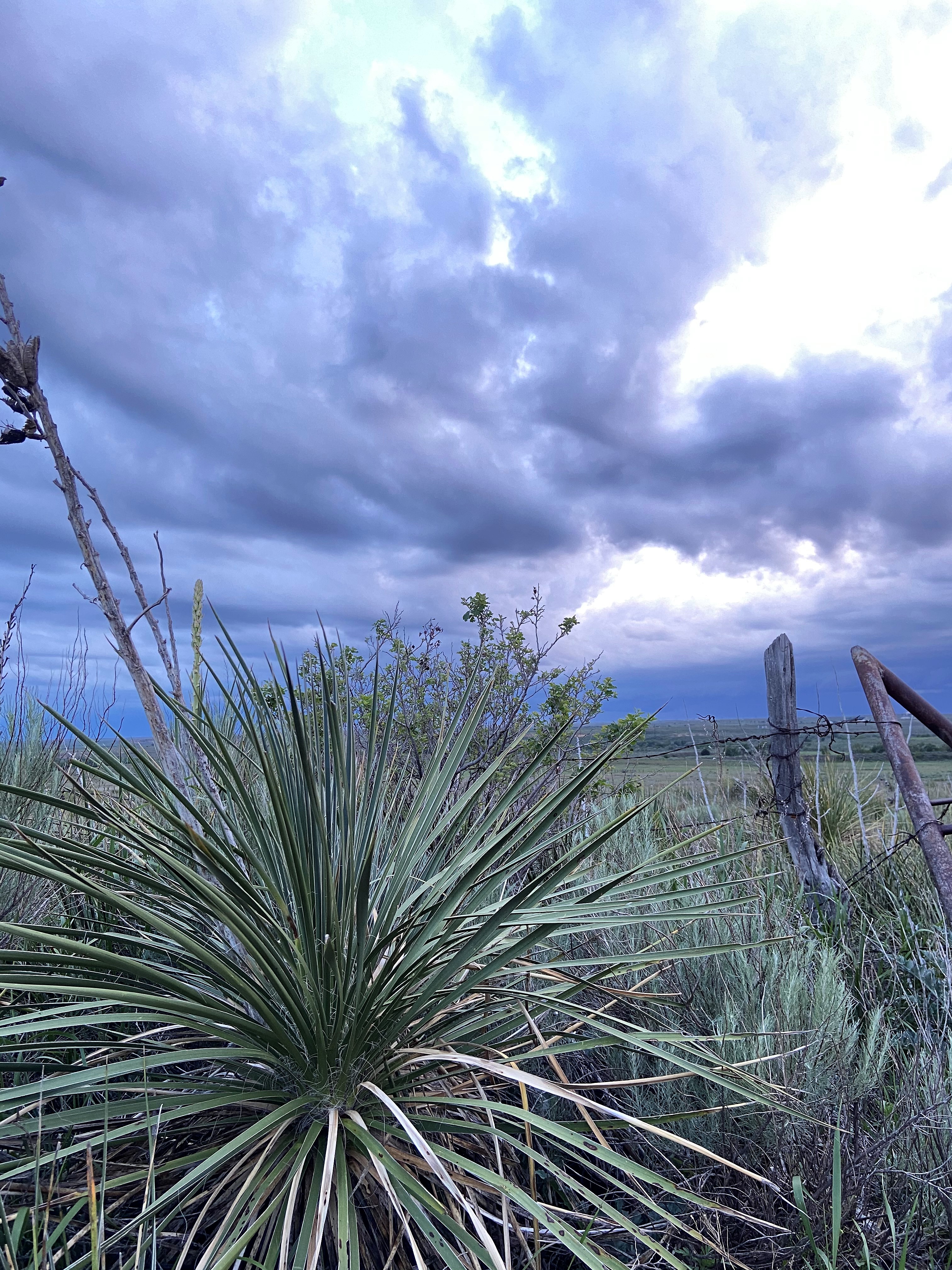 Clouds and Beargrass