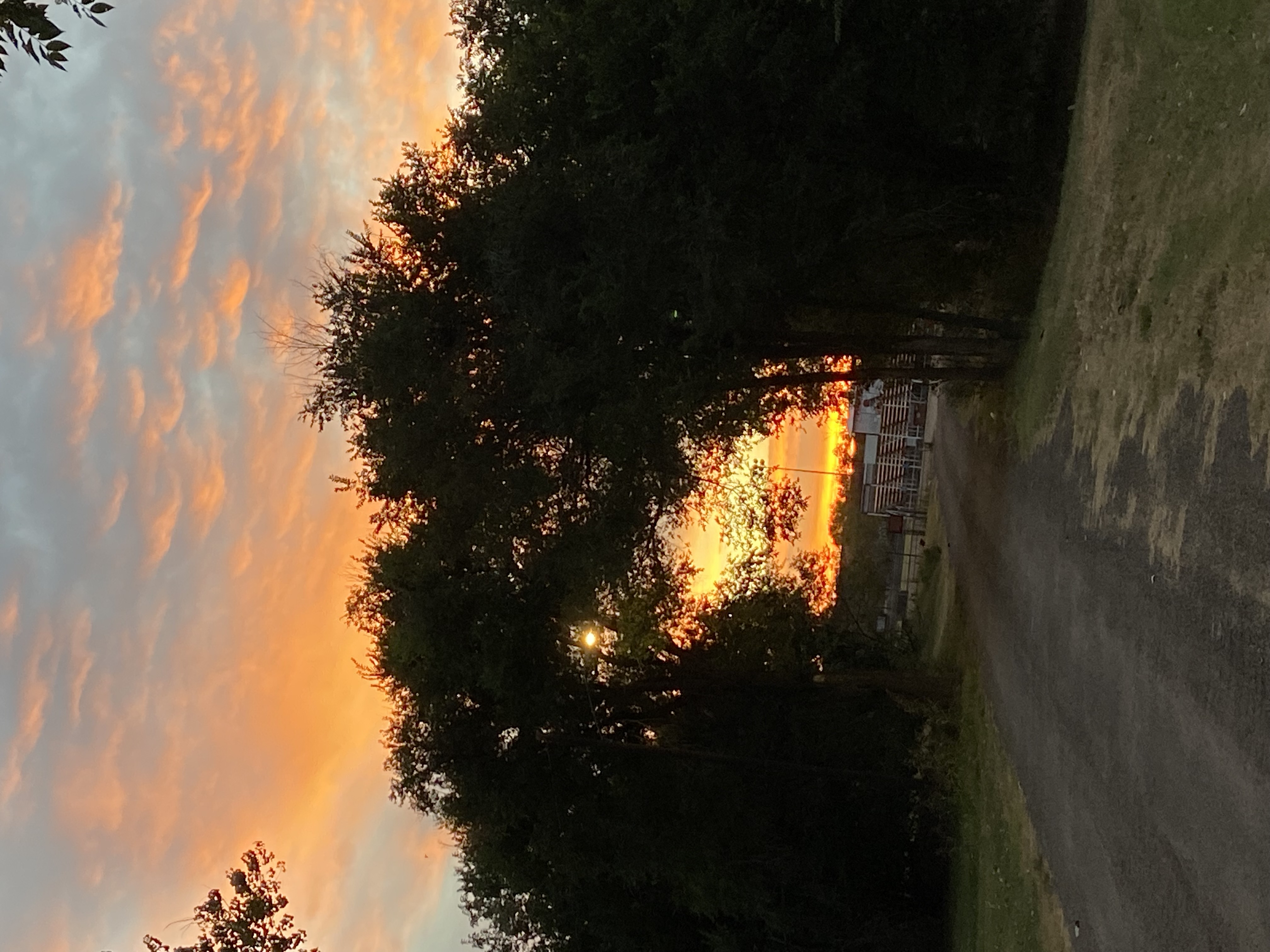 road and trees